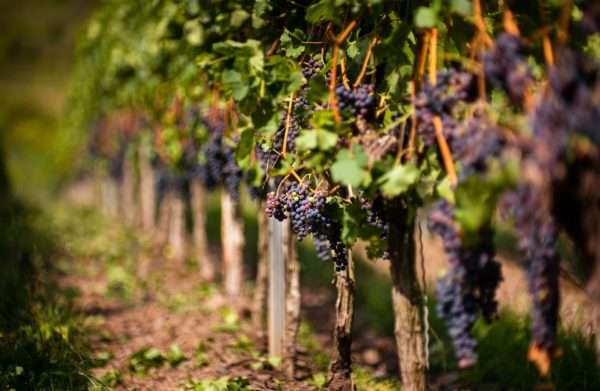 vignes-bordeaux