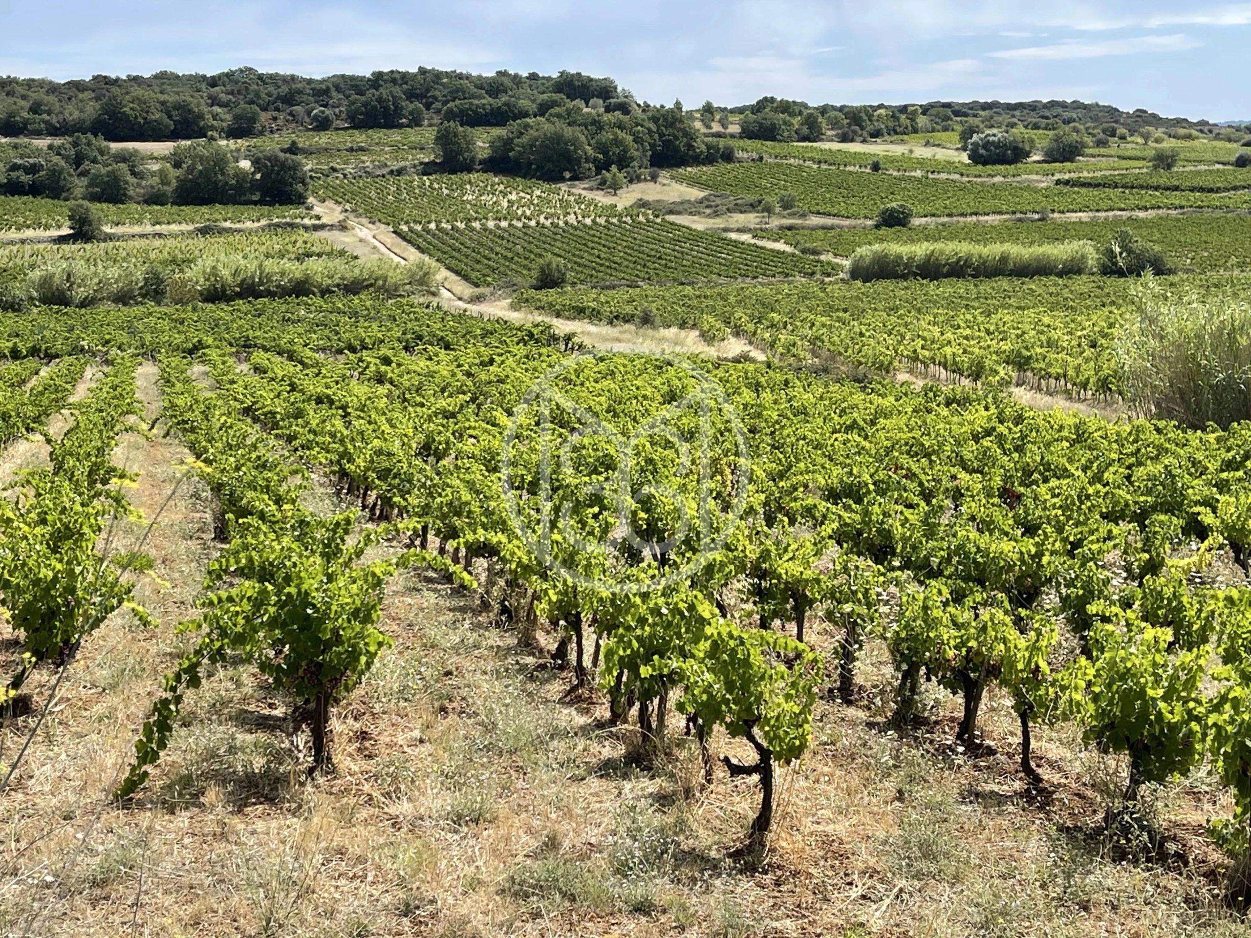 Buy Wine estate Pézenas (34), 6 rooms Mercure Forbes Global Properties