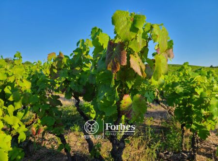 BEAUJOLAIS – Domaine viticole avec cuverie - 4810LY