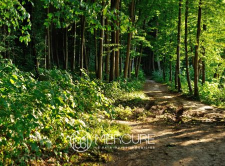 FOREST ESTATE - 10000PO