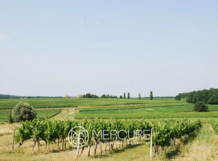 UN VIGNOBLE EN AGRICULTURE BIOLOGIQUE - 901082bx