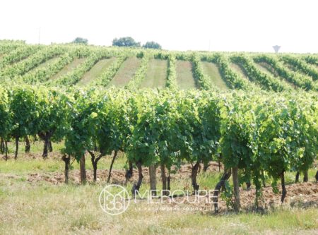 UN VIGNOBLE SUR LA ROUTE DE SAINT JACQUES DE COMPOSTELLE - 901081bx