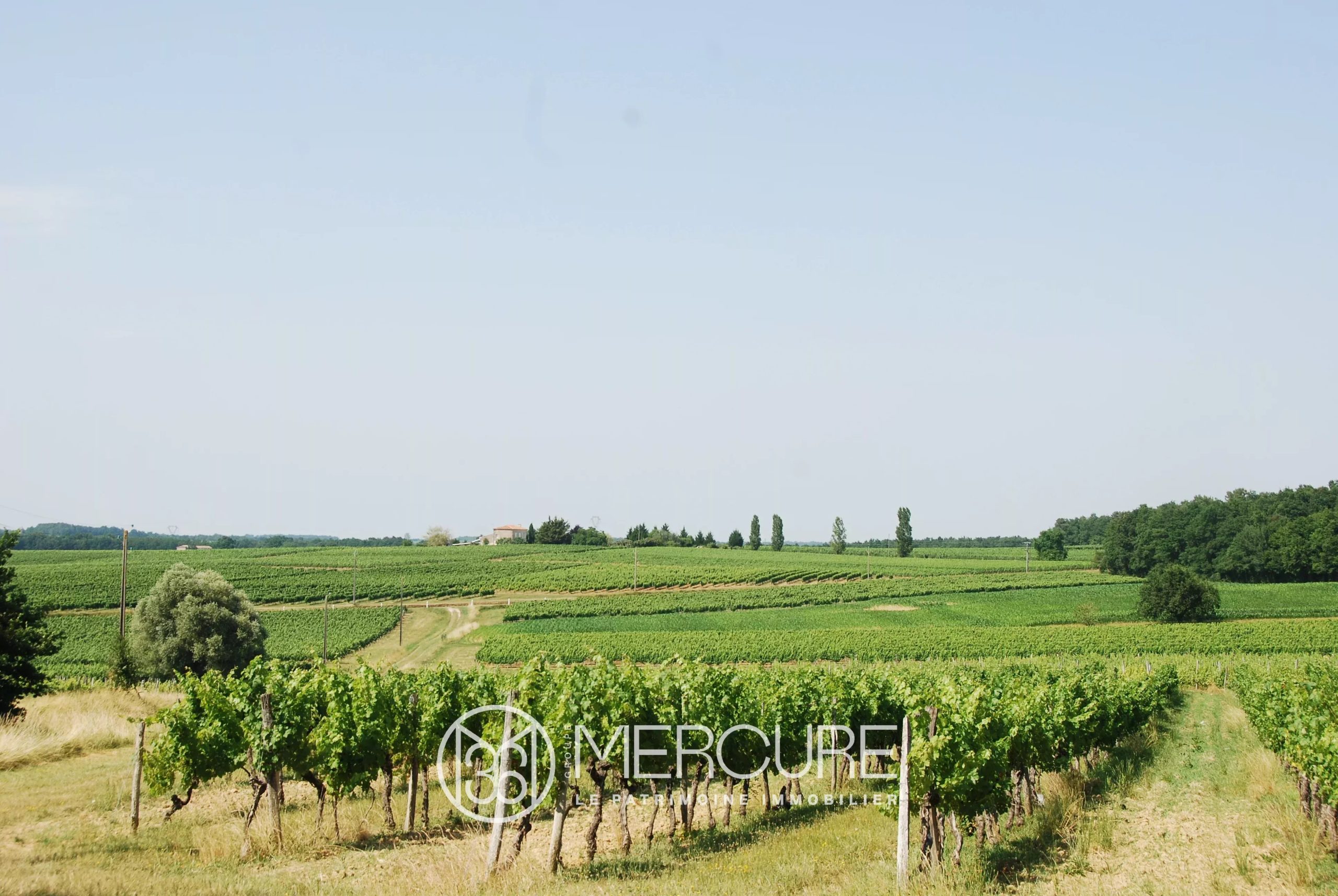 AN ORGANIC VINEYARD - 901082bx