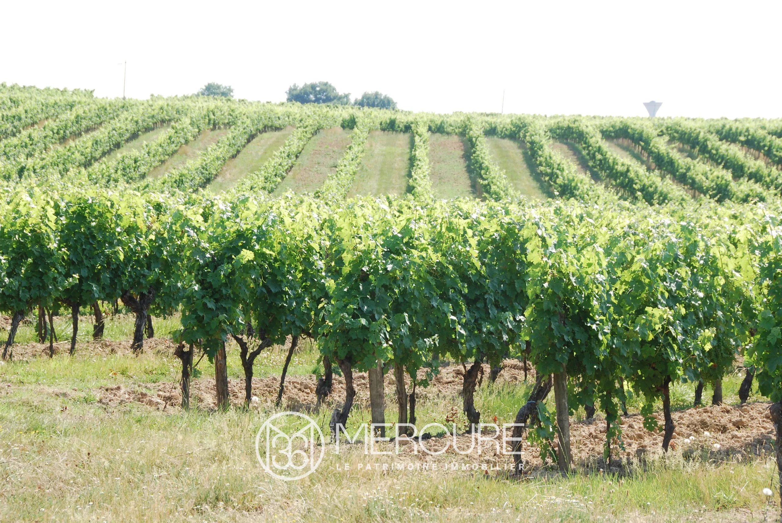 A VINEYARD ON THE WAY OF SAINT JACQUES DE COMPOSTELLE - 901081bx